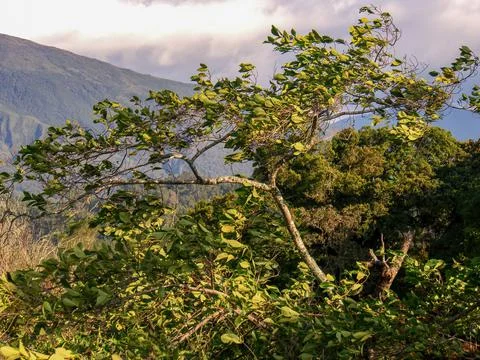 An alder tree being blown by the wind at sunset in a mountain near the town o Stock Photos