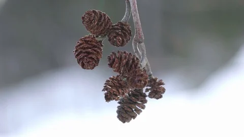 Alder tree branch moving in gentle spring breeze Stockbeeldmateriaal 87524677