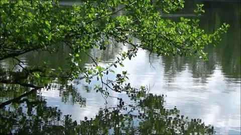 Alder tree branch over lake Stock Footage 64876031