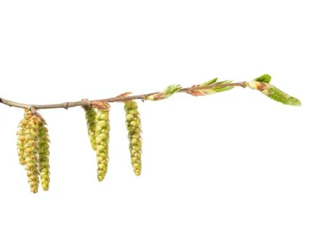 Alder tree bud Stock Photos