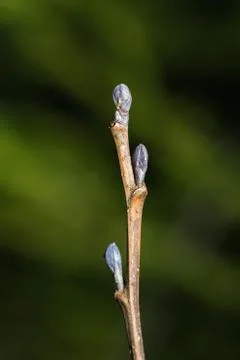 Alder tree buds Stock Photos
