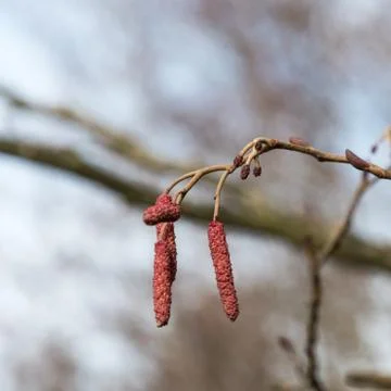 Alder tree catkins Stock Photos
