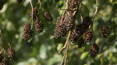 Alder tree cone autumn fall branch dead season awl broach bradawl decoration Stock Footage 213292530