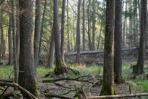 Alder tree deciduous stand in spring with dead trees in foreground, Bialowiez Stock Photos