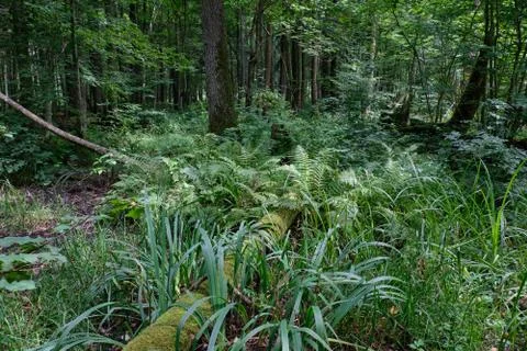 Alder tree deciduous stand in summer with sweet flag and ferns in foreground, Stock Photos