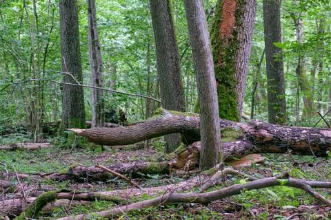 Alder tree deciduous stand in summer with lots of dead tree lying, Bialowieza Stock Photos
