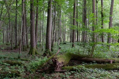 Alder tree deciduous stand in summer with dead ash tree in foreground, Bialow Foto stock