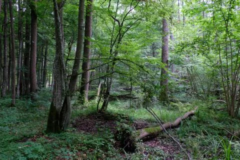 Alder tree deciduous stand in summer with dead ash tree in foreground, Bialow Stock Photos