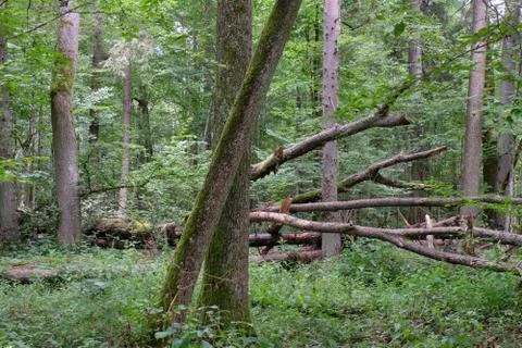 Alder tree deciduous stand in summer with lots of dead tree lying in backgrou Stock Photos