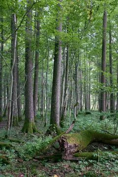 Alder tree deciduous stand in summer with dead ash tree in foreground, Bialow Stock Photos