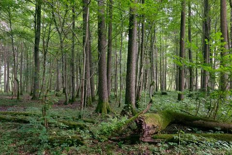 Alder tree deciduous stand in summer, Bialowieza Forest, Poland, Europe Stock Photos