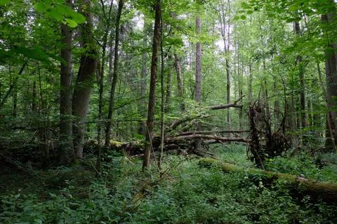 Alder tree deciduous stand in summer with dead ash tree in foreground, Bialow Foto stock