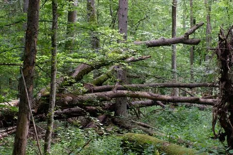 Alder tree deciduous stand in summer with lots of dead tree lying, Bialowieza Foto stock