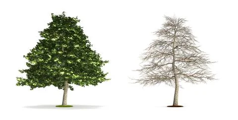 Alder tree. Stock Illustration