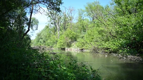 Alder tree in a riverside forest near the danube river in upper austria Stock Footage 129691996