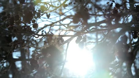 Alder tree with sun Stock Footage 10735430