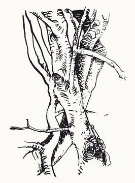 Alder tree trunk. TYree trunk sketch. Nature background Stock-Illustration