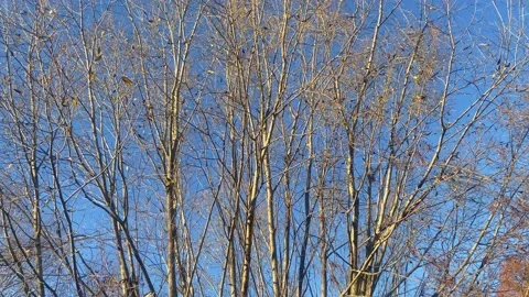 Alder tree without foliage in autumn against the blue sky Stock Footage 220613703