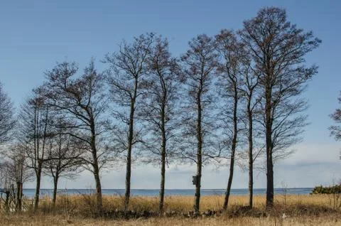 Alder trees in a row Foto stock