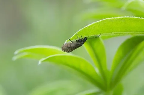 Alderfly on leaf Foto stock