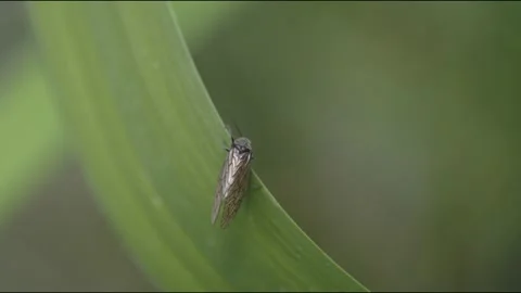 ALDERFLY ( Sialis lutaria ) on an Iris leaf. 4k. Stock Footage 131365813