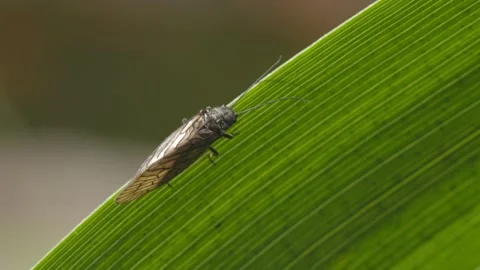 ALDERFLY ( Sialis lutaria ) on an Iris leaf. 4k. Stock Footage 131366208