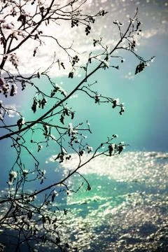 Alders in winter Stock Photos