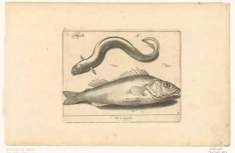 Ale and Baars; Libelivs variable genera piscium compensators; Freshwater f... 스톡 사진