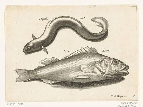 Ale and Baars; Libelivs variable genera piscium compensators; Freshwater f... Stock-Fotos