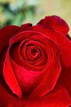 Alec's Red Rose Stock Photos