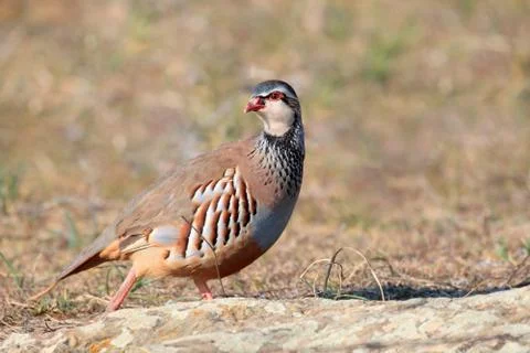 Alectoris rufa Stock Photos