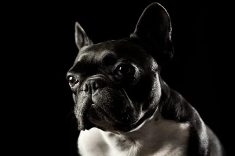 Alegra Final Stock Photos