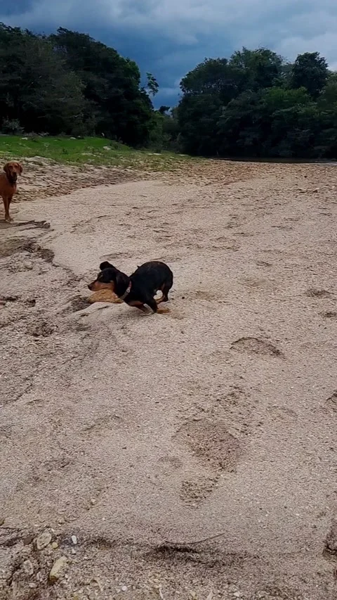 Alegria Stock Footage 237904226