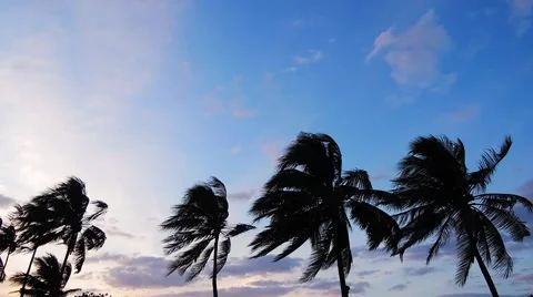 Alegria Palm Trees Stock Footage 48848785