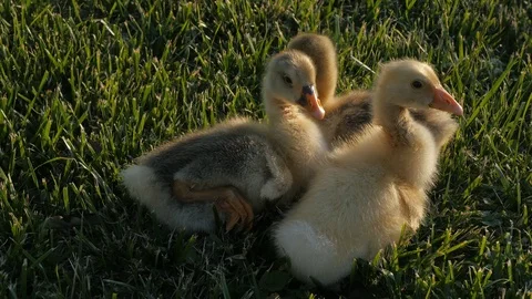 Aleksandr Fitsay Video stock 109009755