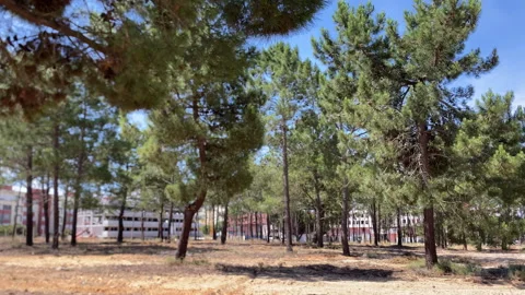 Alentejo forest with pine trees and urban background Stock Footage 337966637