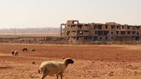 Aleppo Central Prison After Syria war. Deserted Landscape With Grazing Sheep Video stock 312279918