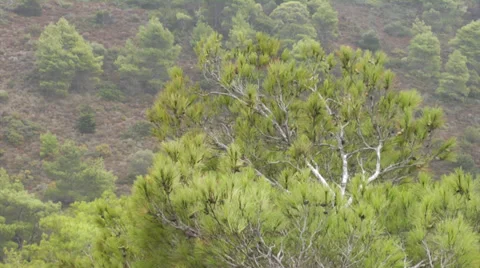 Aleppo pine (pinus halepensis) blowing in the wind Stock Footage 32348081
