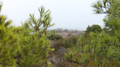 Aleppo pine ((pinus halepensis) branches blowing in the wind Stock-Footage 32347576