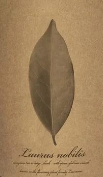 Aleppo soap and dray Laurus nobilis Leafs in a wooden plate and dark botanic Stock Illustration