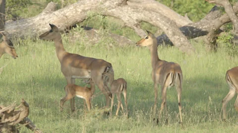 Alert African Antelope Видео 25218839