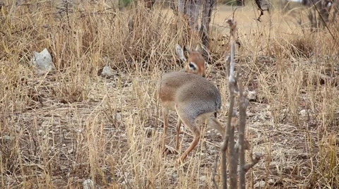 Alert African Dik Dik Stock Footage 65379841