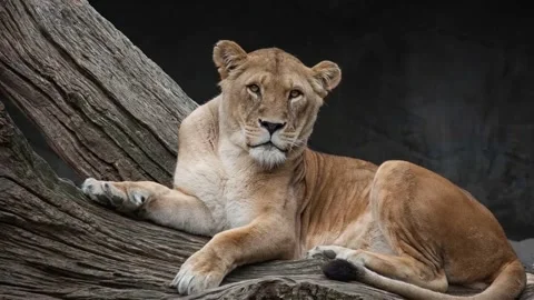 Alert African Lioness Resting Gracefully on a Large Tree Log Stock Footage 340388549
