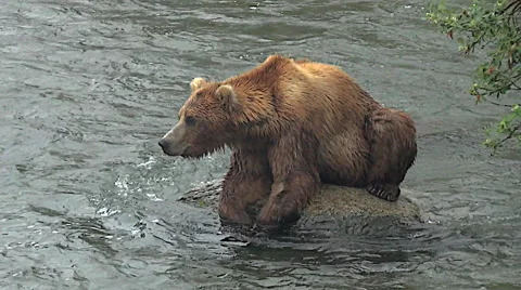 Alert Alaskan Brown Bear Looking From Rock in River Stock Footage 50443916