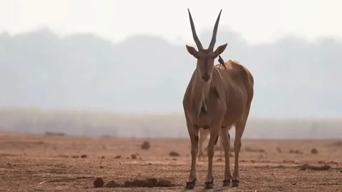 Alert Antelope Standing Still Stock Footage 321838065