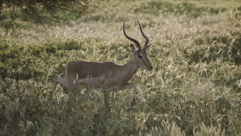 Alert Antelopes Trotting Through Sunlit Grassland Stock Footage 337939409