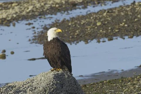Alert bald eagle perched on rock. Stock Photos