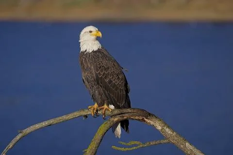 Alert bald eagle on a tree branch. Stock Photos