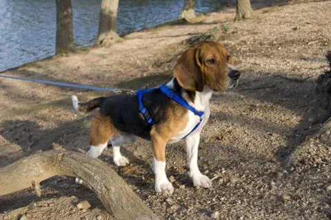 Alert beagle Stock Photos