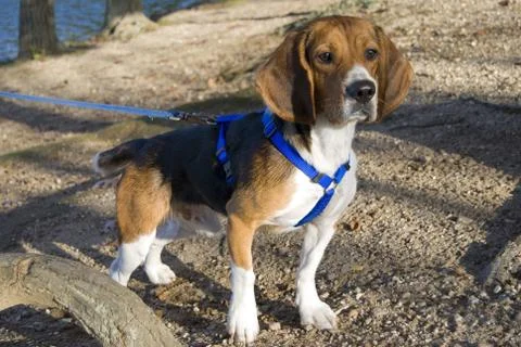 Alert beagle Stock Photos